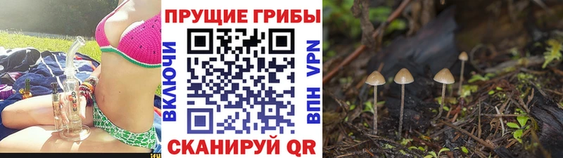 Псилоцибиновые грибы Cubensis  Оха 